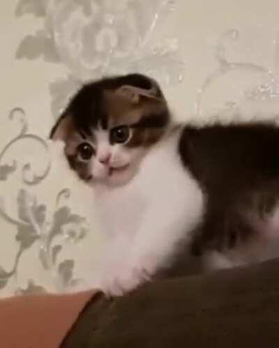 Страшнее кошки зверя нет