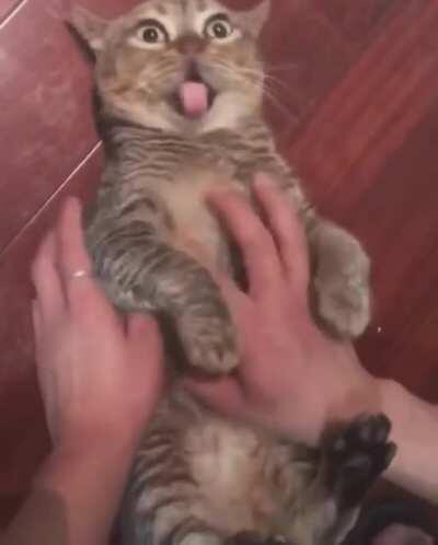 poOr kittEN GeTS BrUtAllY MaSsaCReD bY a PsyChOpATIC MONKeY!!!