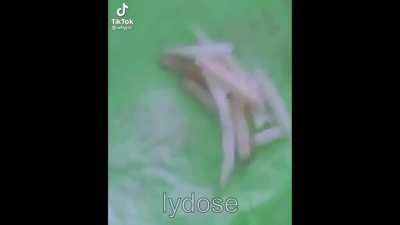 a bag of fake penises on the floor 😳