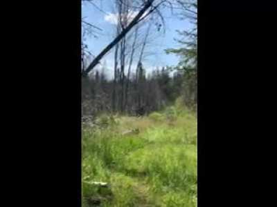 Beaver dam go bye bye