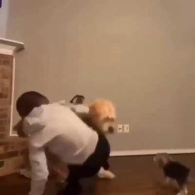 Stop dancing and take us out for a walk