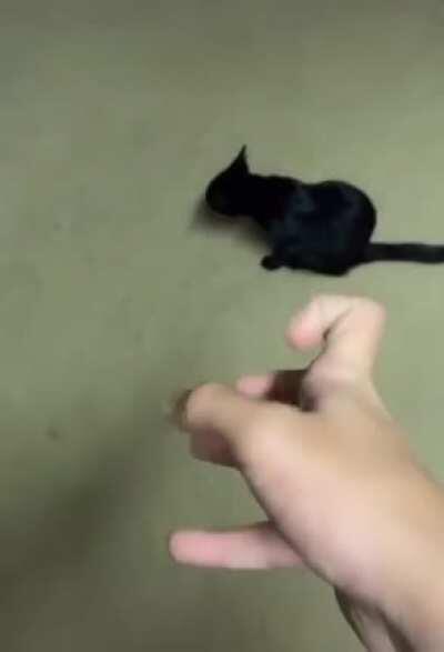 When your cat does a lot of noise at 3 am