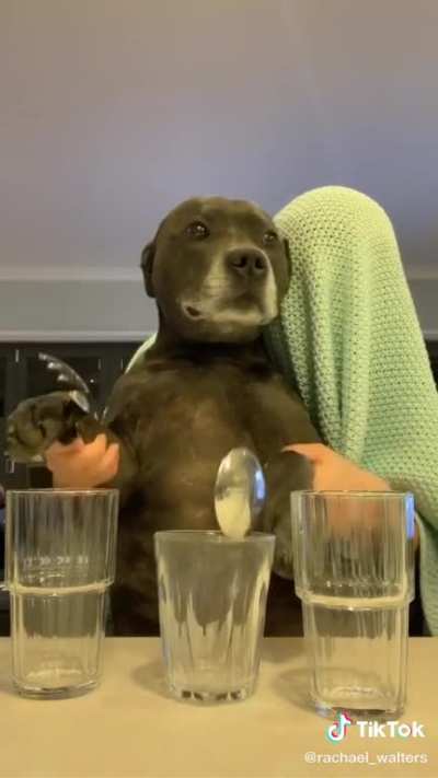 Best version of dance monkey