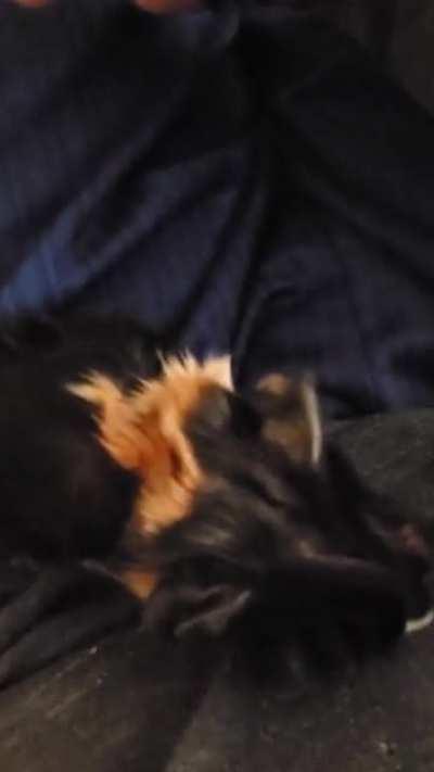 Video of 1/3 of the pups - Daisys pregnancy