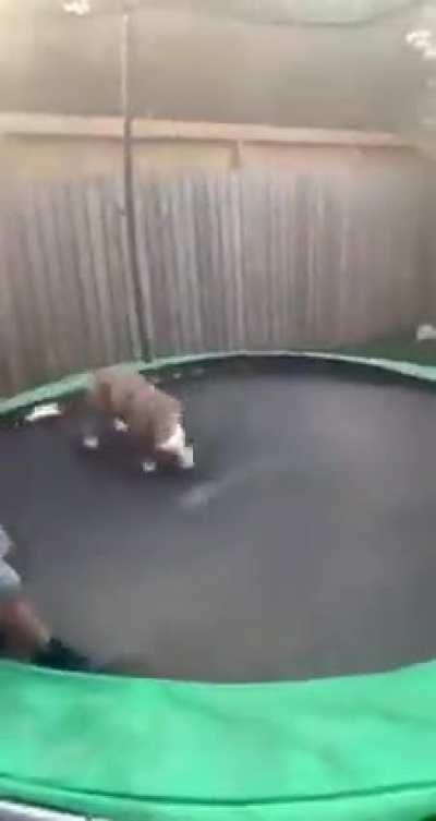 Doggo playing with his best fren and showing off Some Trampoline tricks