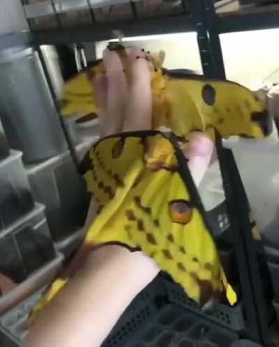 The comet moth or Madagascan moon moth (Argema mittrei) is a moth native to the rain forests of Madagascar.