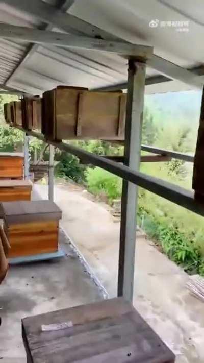 Man protecting his bees from hornets