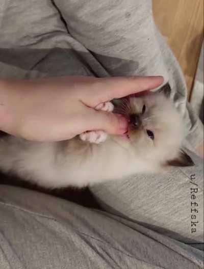 Arrrg! I'll eat you! 😈