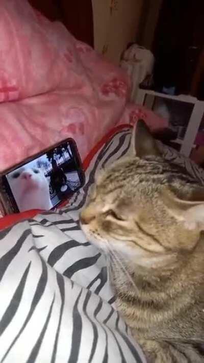 Certified banger - credits(luciamandarino0)