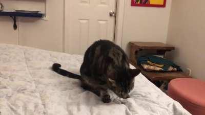 You’ve seen fetching cat, now I give you catching cat.