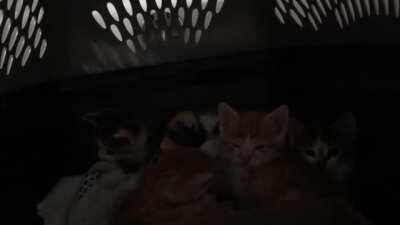 Spicy little criminal says no trespassing on his gang’s hideout