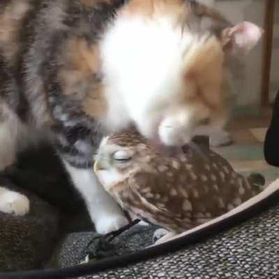 Doesn't he realize I'm a bird?