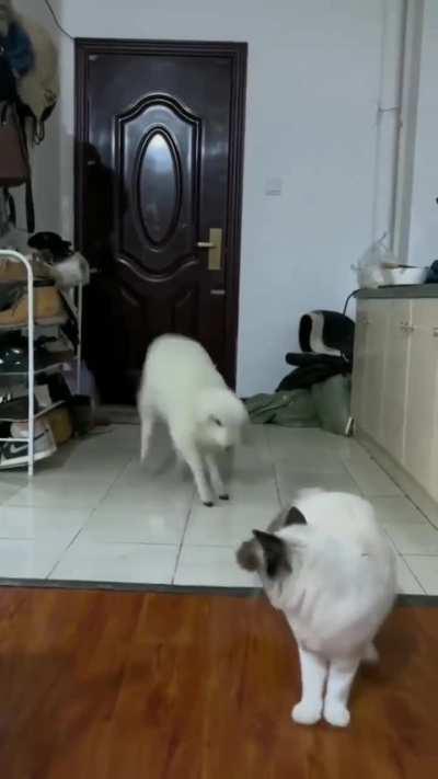 Cat and his new friend are having fun