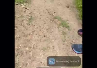 Cow doesn’t like selfies