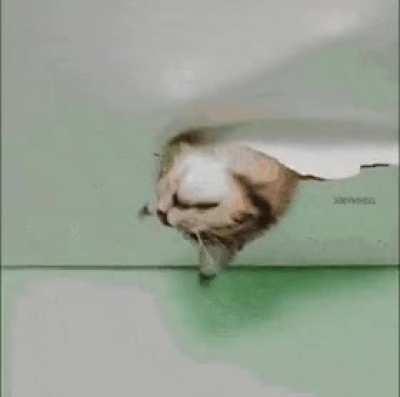 Who's in the ceiling ?!