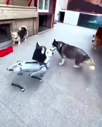 Бостон динамикс зашли слишком далеко