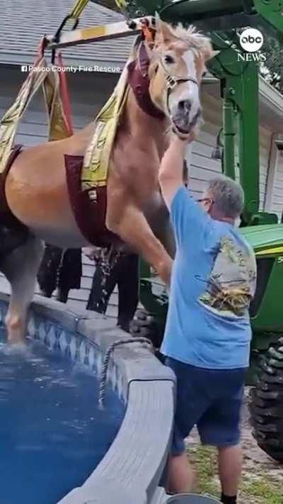 A spooked horse found itself stuck in a swimming pool in Florida. The county's fire rescue team jumped into action