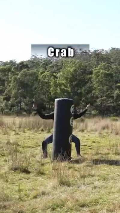 How different animals fight