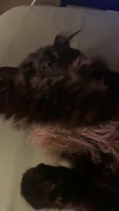 I didn't want his tongue to dry out.