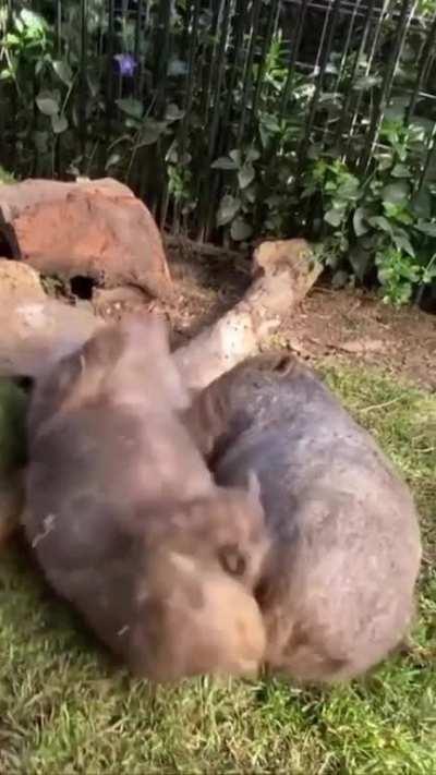 Scritches n Cuddles, a perfect way to spend an afternoon...