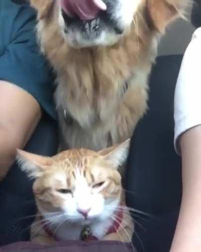 Stuck on a road trip with the dogGreat post