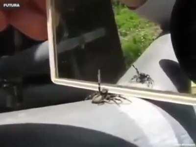 I wonder if he would have eventually figured it out... jumpers are crazy smart.