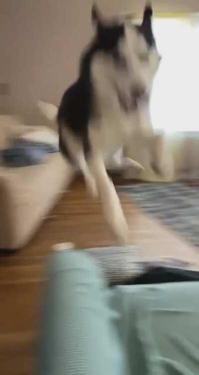 Just another regular day in the life of a husky owner