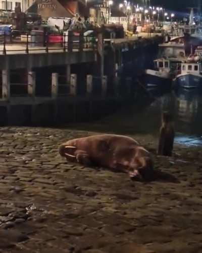 A walrus named Thor stopped by Scarborough, England to masturbate and rest on his journey in the North Sea, prompting the city to cancel its New Year’s Eve fireworks to avoid disturbing him. Fun fact: His penis is 60 cm long.