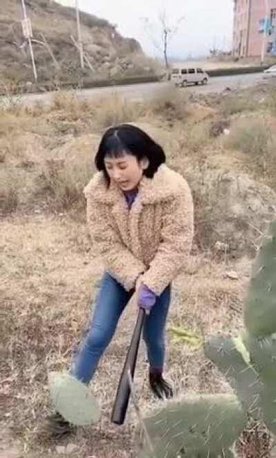 A cactus that fights back