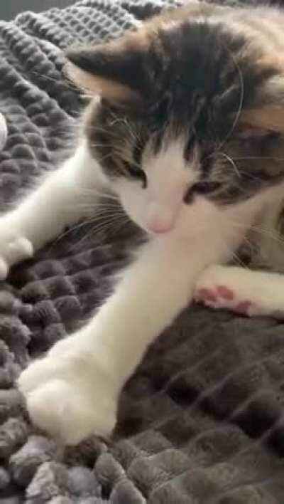 Kneading and purring with surprise ending