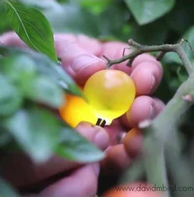 Little acorn men and small forest animals. (Source in comments)