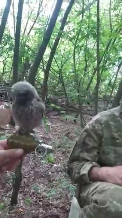 Ukraine's newest UAV is ready to drop grenades on orcs