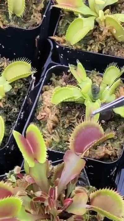 This is truly satisfying af