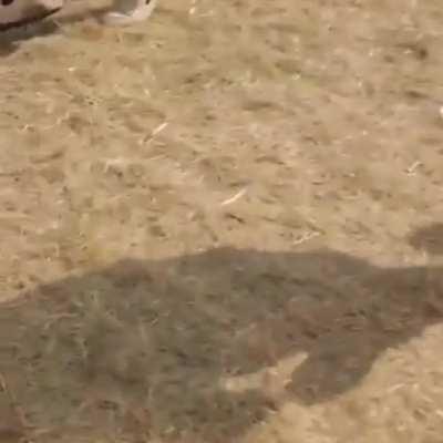 Her milkshake brought some boys to this yard