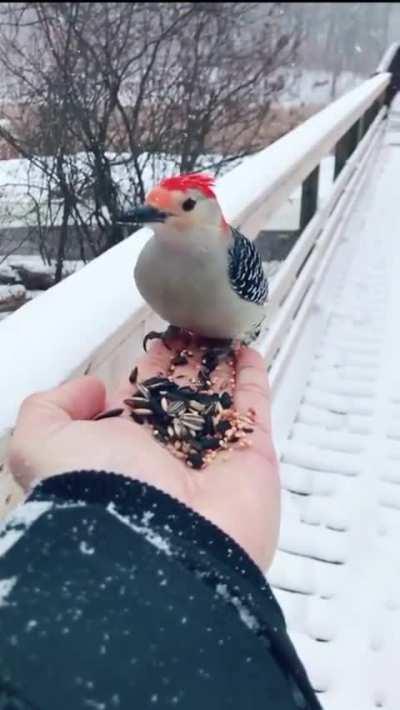 When a wild bird chooses to place trust in a human
