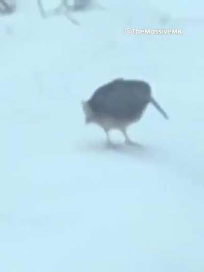 Estas monas chinas bailando se están saliendo de control