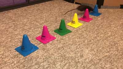 My smol rat Donut weaving between cones!