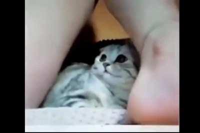 A little stressed cat