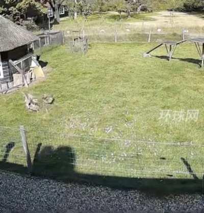 Farm residents who saved their friends from the attack of the raptor.