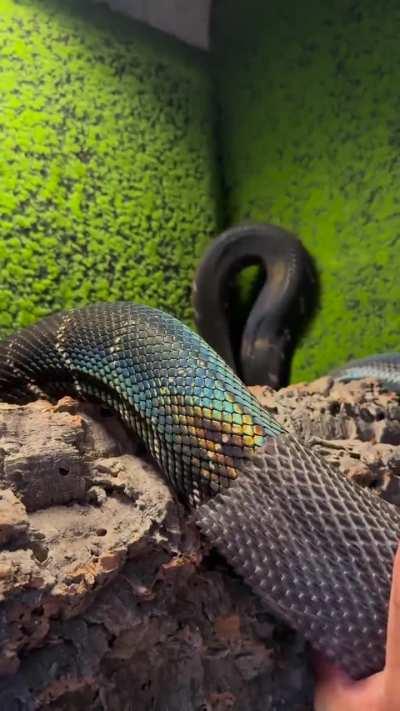 snake sheds it's skin