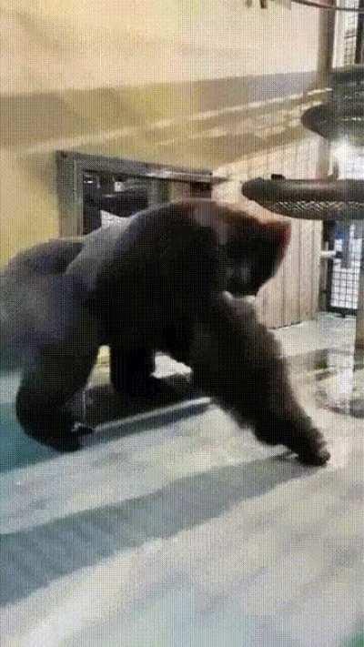 Experienced Break Dancer