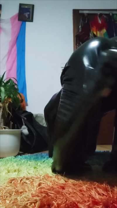 Puppy posing for you