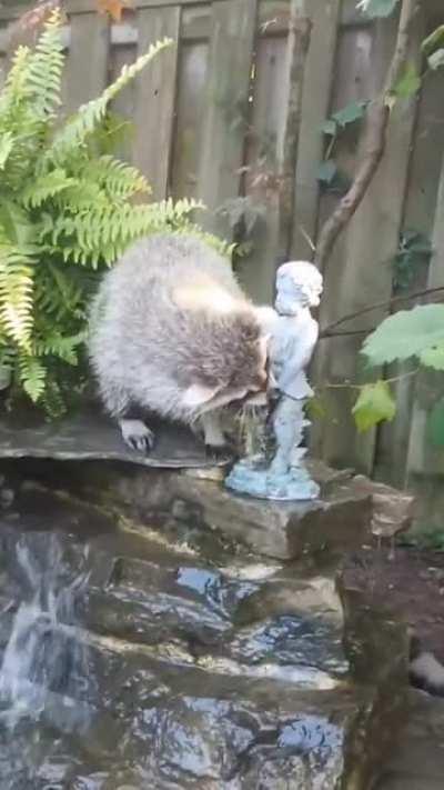 I get the most refreshing drinks from this fellow!