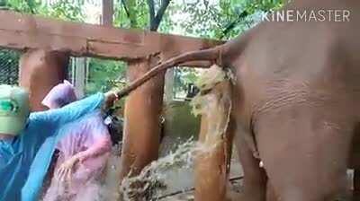 A veterinarian helps a constipated elephant