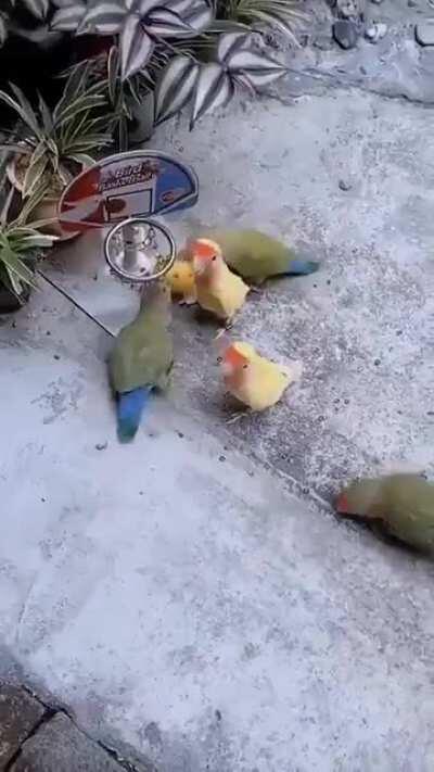 Basketball with unusual players