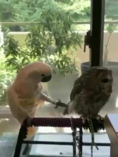 When your parrot wants to party but your owl isn't having it