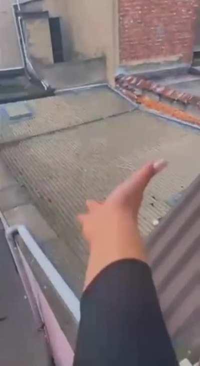 to set free the pigeon