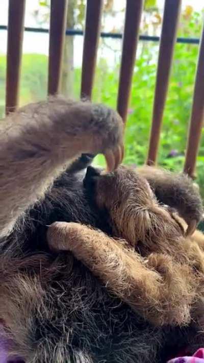 Two orphaned sloths have become best friends