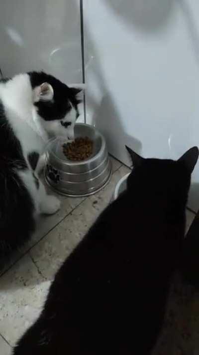 Ele reencarnou num gato