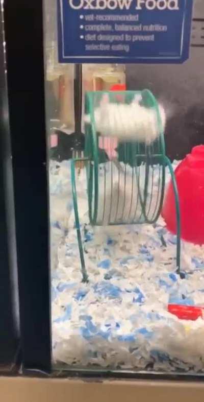One hamster hopping over another at incredible speed